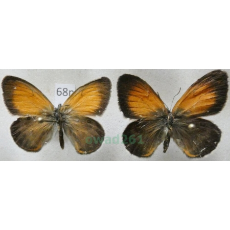 Coenonympha arcania Linnaeus, 1761 pair Strzępotek perełkowiec Poland68n